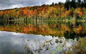 Preview wallpaper trees, lake, coast, water smooth surface, reflection, bushes