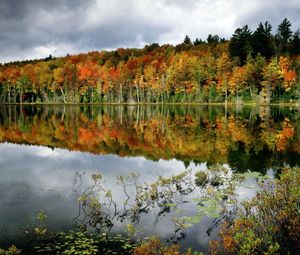 Preview wallpaper trees, lake, coast, water smooth surface, reflection, bushes