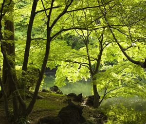 Preview wallpaper trees, lake, coast, foliage, summer, water