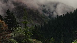 Preview wallpaper trees, lake, forest, fog