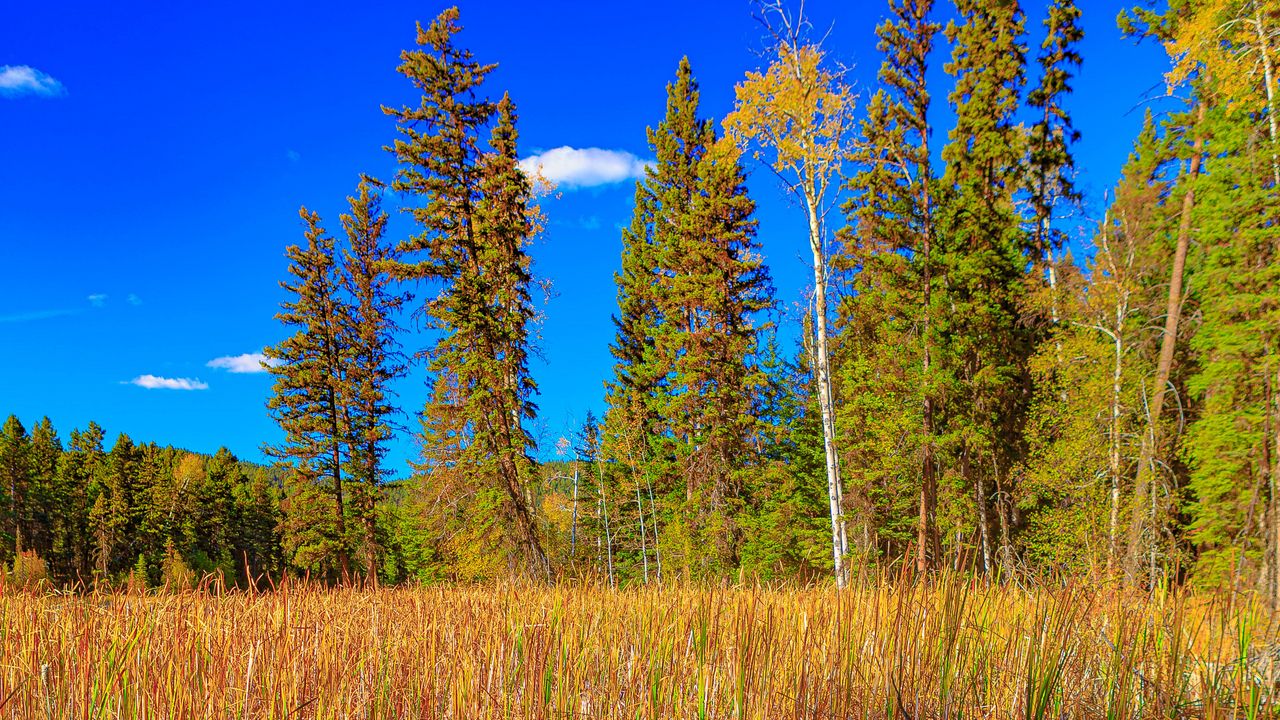 Wallpaper trees, lake, grass, nature