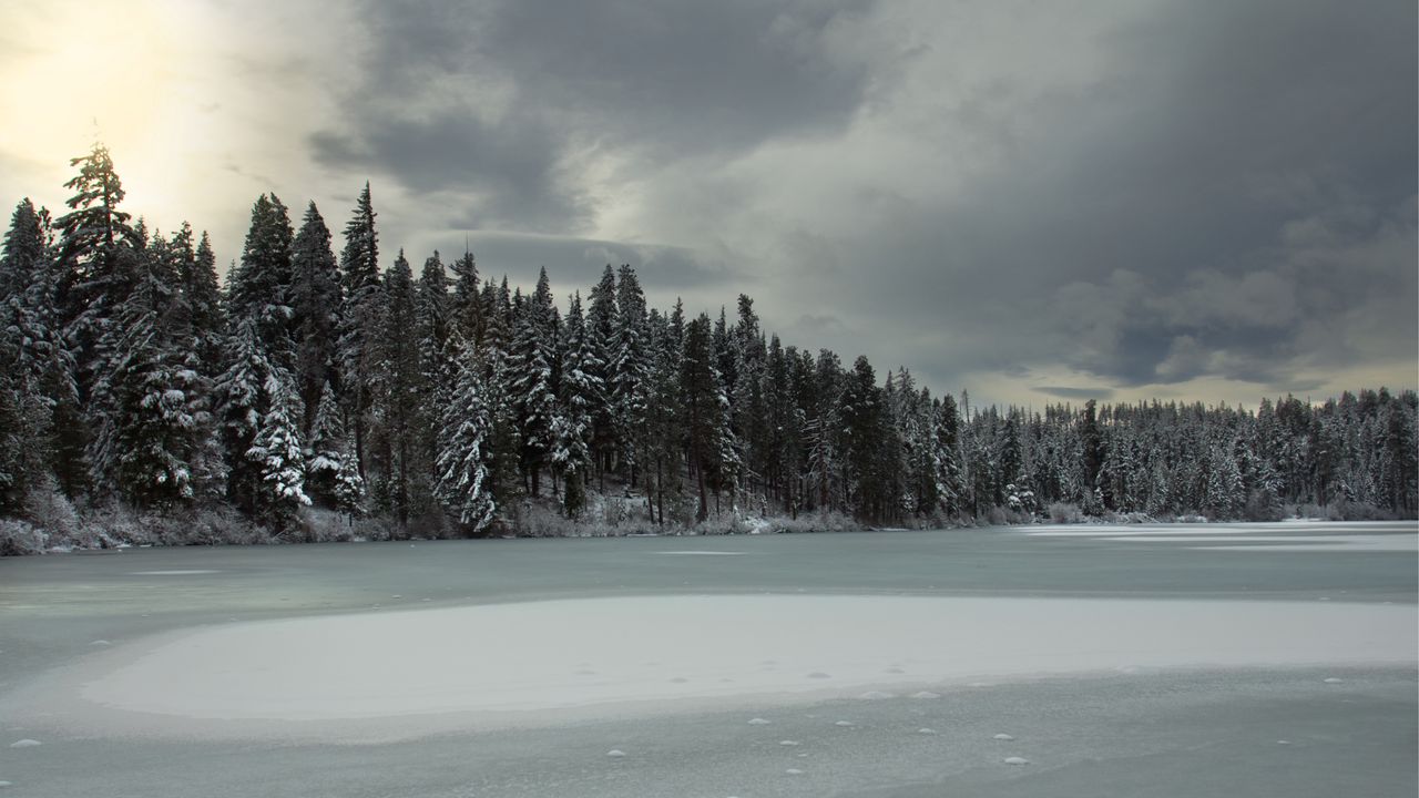 Wallpaper trees, lake, ice, snow, winter