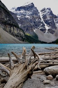 Preview wallpaper trees, lake, mountains, dry, nature