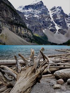 Preview wallpaper trees, lake, mountains, dry, nature