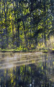 Preview wallpaper trees, lake, rays, sun, fog, nature