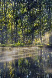 Preview wallpaper trees, lake, rays, sun, fog, nature