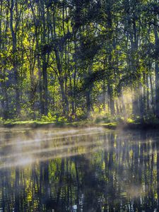 Preview wallpaper trees, lake, rays, sun, fog, nature
