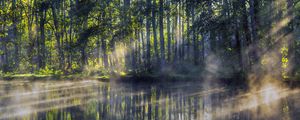 Preview wallpaper trees, lake, rays, sun, fog, nature