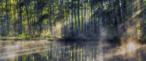 Preview wallpaper trees, lake, rays, sun, fog, nature