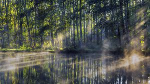 Preview wallpaper trees, lake, rays, sun, fog, nature