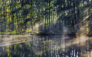 Preview wallpaper trees, lake, rays, sun, fog, nature