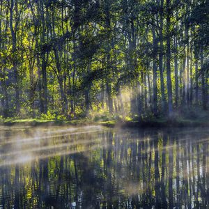 Preview wallpaper trees, lake, rays, sun, fog, nature