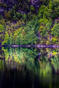 Preview wallpaper trees, lake, reflection, forest