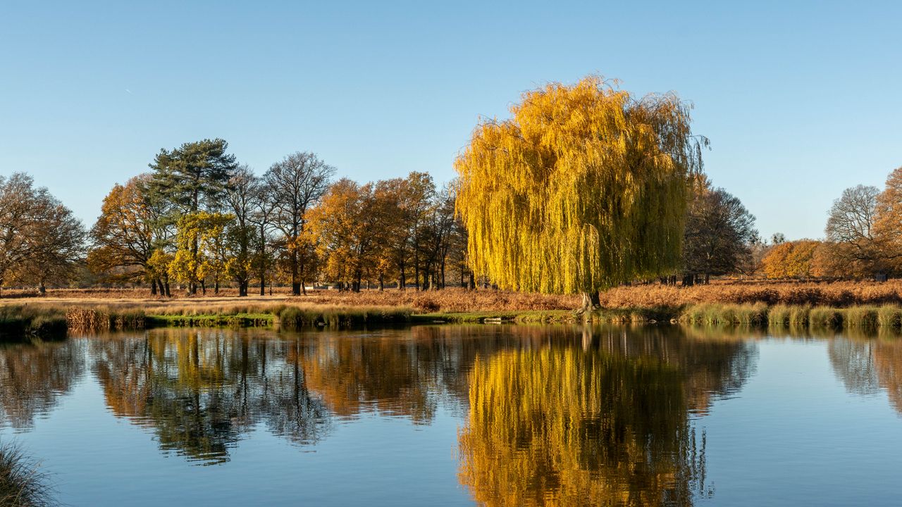 Wallpaper trees, lake, reflection, water, nature