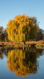 Preview wallpaper trees, lake, reflection, water, nature