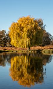 Preview wallpaper trees, lake, reflection, water, nature
