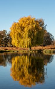 Preview wallpaper trees, lake, reflection, water, nature