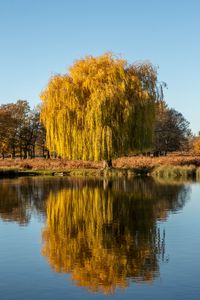 Preview wallpaper trees, lake, reflection, water, nature
