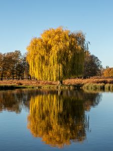 Preview wallpaper trees, lake, reflection, water, nature