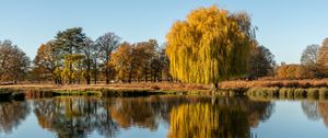 Preview wallpaper trees, lake, reflection, water, nature