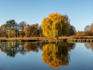 Preview wallpaper trees, lake, reflection, water, nature