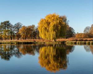Preview wallpaper trees, lake, reflection, water, nature