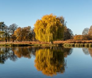 Preview wallpaper trees, lake, reflection, water, nature