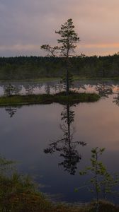Preview wallpaper trees, lake, reflection, evening