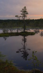 Preview wallpaper trees, lake, reflection, evening