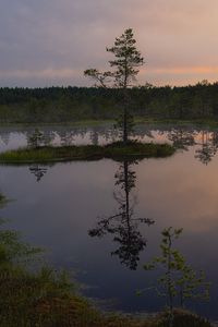 Preview wallpaper trees, lake, reflection, evening