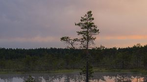 Preview wallpaper trees, lake, reflection, evening