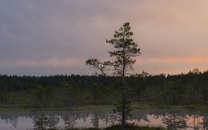 Preview wallpaper trees, lake, reflection, evening