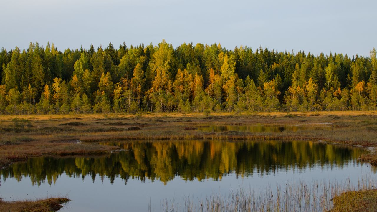 Wallpaper trees, lake, reflection, forest, grass