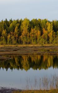 Preview wallpaper trees, lake, reflection, forest, grass