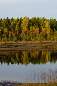 Preview wallpaper trees, lake, reflection, forest, grass
