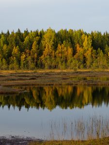 Preview wallpaper trees, lake, reflection, forest, grass