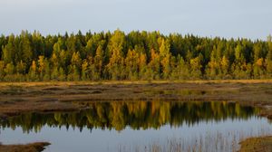 Preview wallpaper trees, lake, reflection, forest, grass
