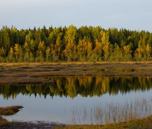 Preview wallpaper trees, lake, reflection, forest, grass