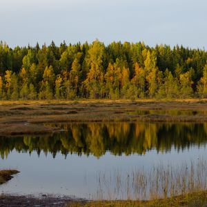 Preview wallpaper trees, lake, reflection, forest, grass