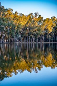 Preview wallpaper trees, lake, reflection, autumn, nature, landscape