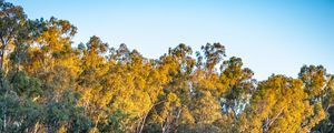 Preview wallpaper trees, lake, reflection, autumn, nature, landscape