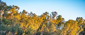 Preview wallpaper trees, lake, reflection, autumn, nature, landscape