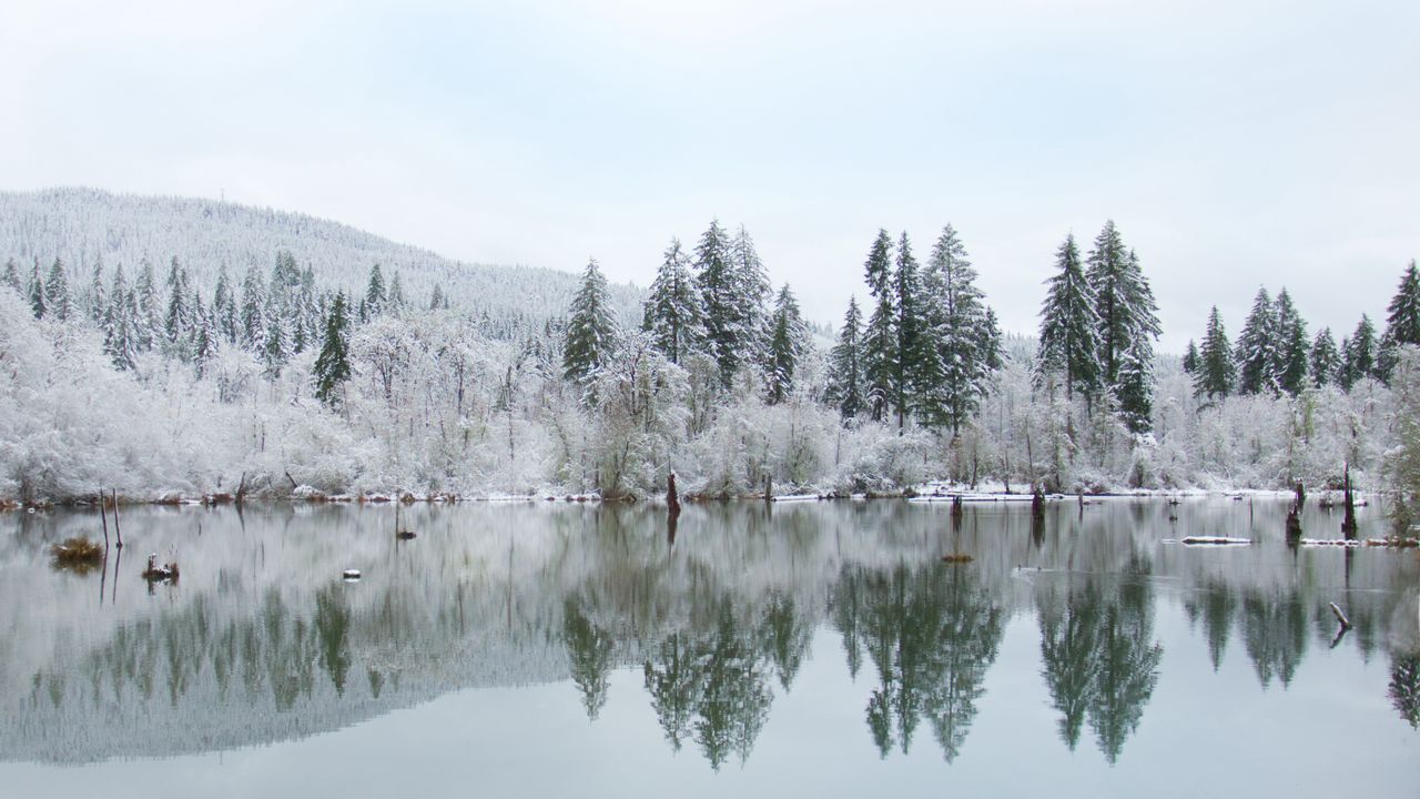 Wallpaper trees, lake, reflection, winter, landscape, nature