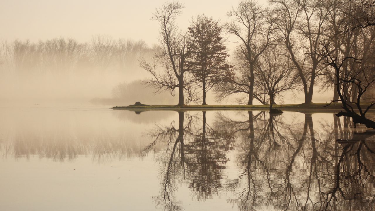 Wallpaper trees, lake, reflection, fog