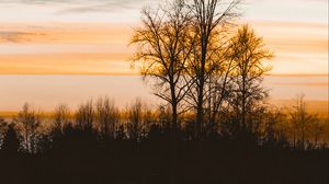 Preview wallpaper trees, lake, sunset, dusk