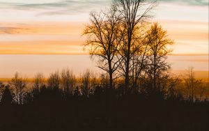 Preview wallpaper trees, lake, sunset, dusk