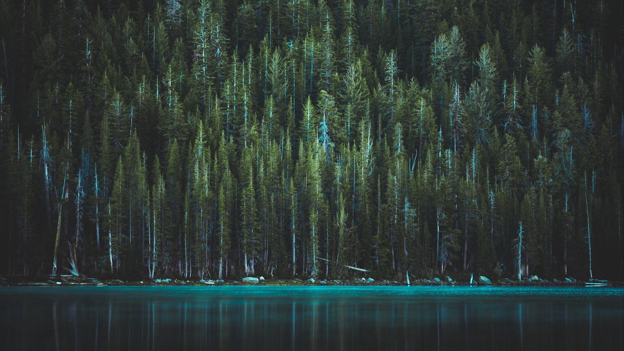 Wallpaper trees, lake, tenaya lake, yosemite national park, united states