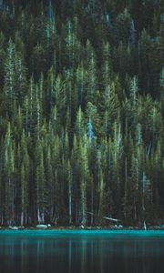 Preview wallpaper trees, lake, tenaya lake, yosemite national park, united states