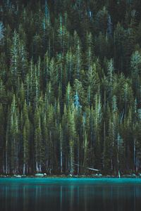 Preview wallpaper trees, lake, tenaya lake, yosemite national park, united states