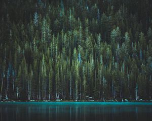 Preview wallpaper trees, lake, tenaya lake, yosemite national park, united states